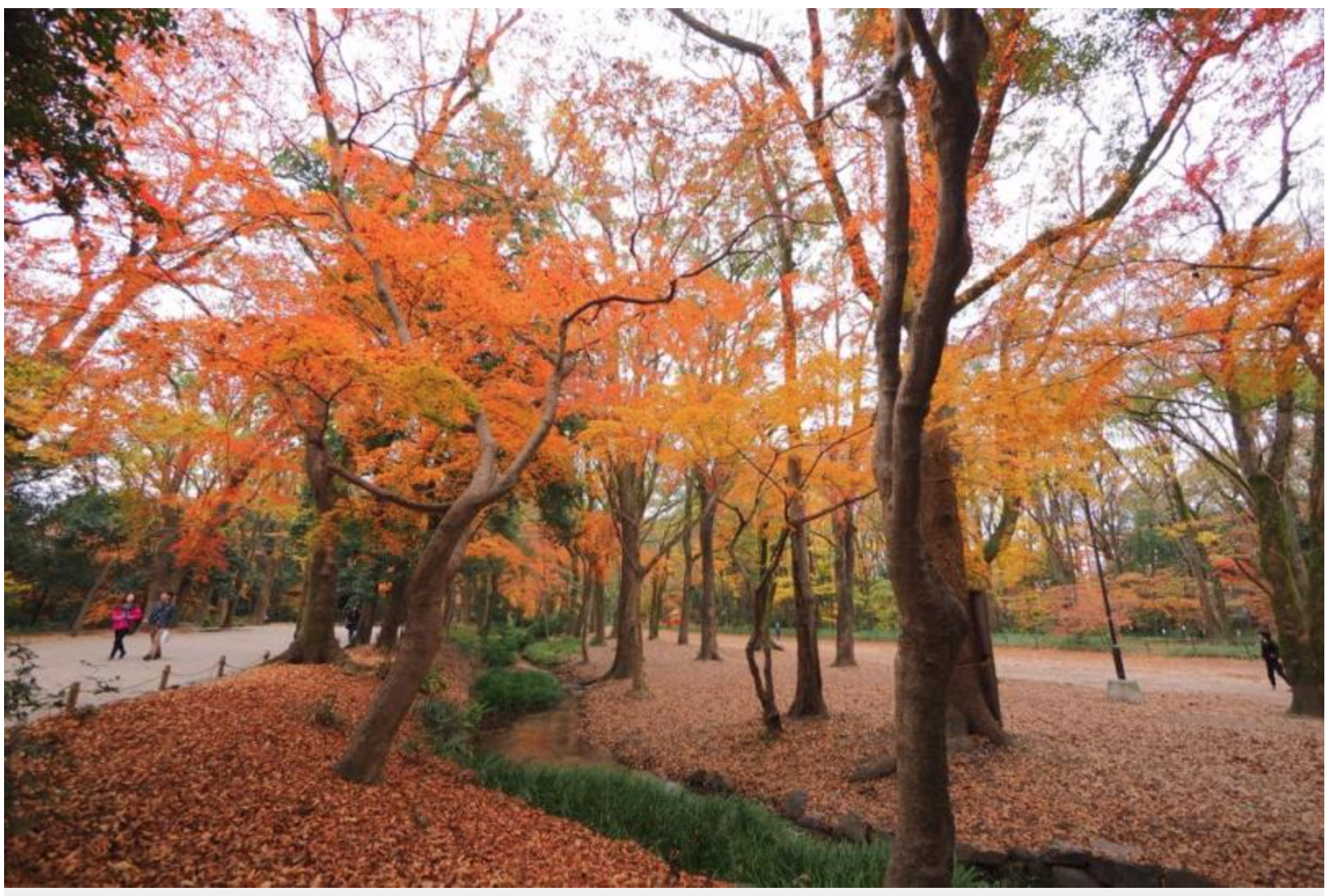 晩秋の京都もオススメです♫