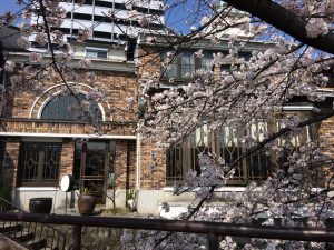京都水辺の桜特集①「喫茶KANO」から見る高瀬川の桜❀人混み無縁の鴨川沿いの桜