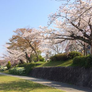 京都水辺の桜特集②さくら吹雪がフォトジェニックな観光地を３つ紹介♪